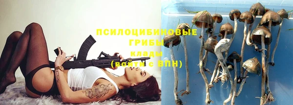 хмурый Аркадак
